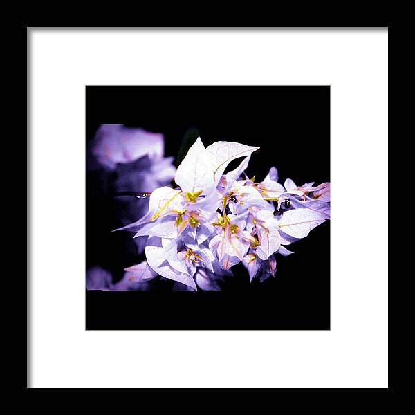 Love Framed Print featuring the photograph When You Came Into My Dream #flower by The Art.box
