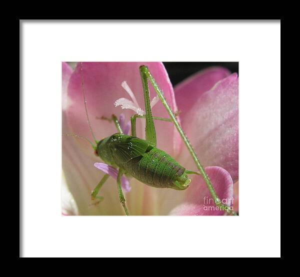 Flower Framed Print featuring the photograph Where Did The Back Leg Go by Holy Hands