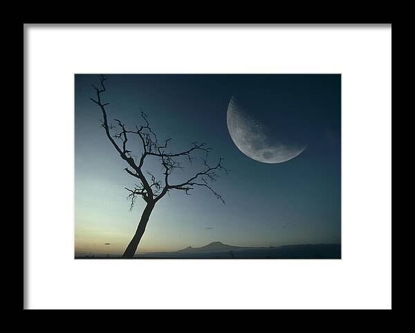 Mp Framed Print featuring the photograph Whistling Thorn Acacia Drepanolobium by Gerry Ellis