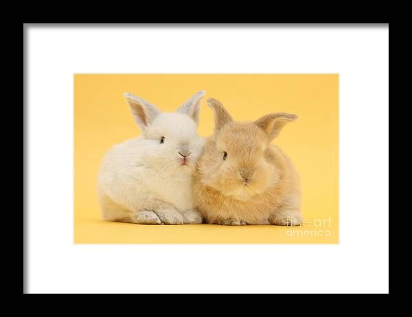 Nature Framed Print featuring the photograph White And Sandy Rabbits by Mark Taylor