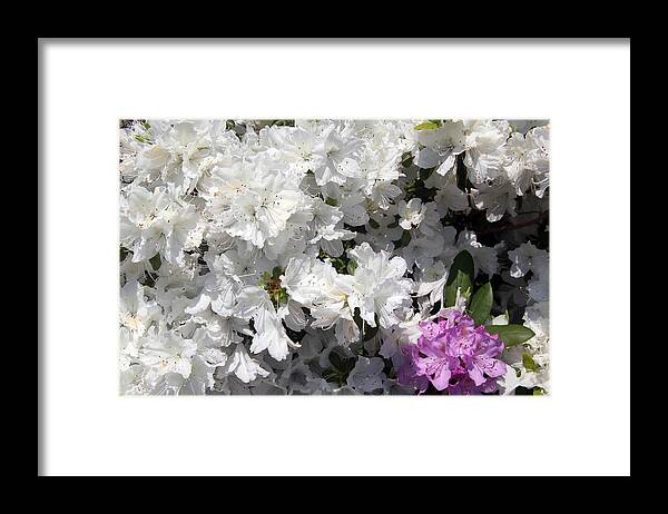 White Flowers Framed Print featuring the photograph White Azalea by Debra Martelli