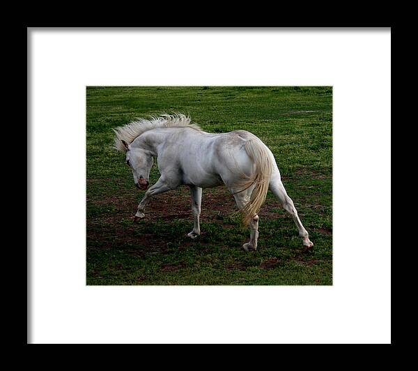 Horse Framed Print featuring the photograph White Cloud by Karen Harrison Brown
