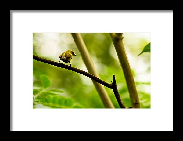 Bird Framed Print featuring the photograph White-eye by Justin Albrecht