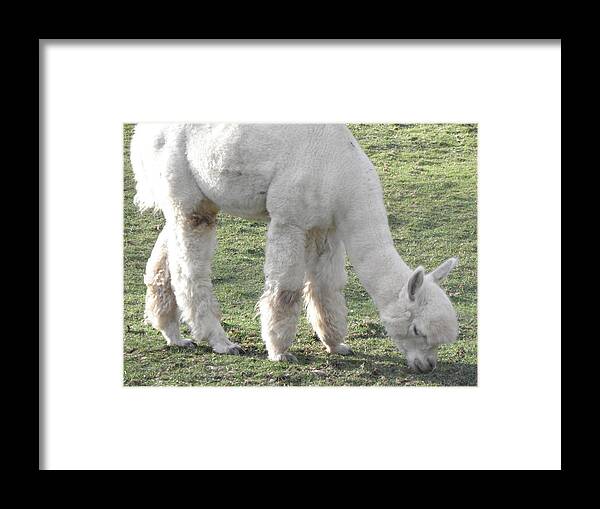Alpaca Framed Print featuring the photograph White Fluff by Kim Galluzzo