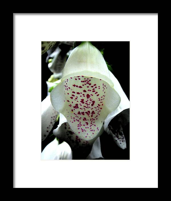 Foxglove Framed Print featuring the photograph White Foxglove by Roberto Alamino
