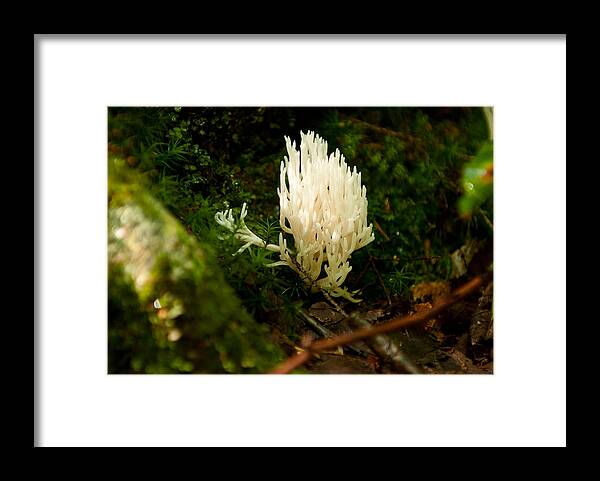 White Fungus Framed Print featuring the photograph White Fungus by Paul Mangold