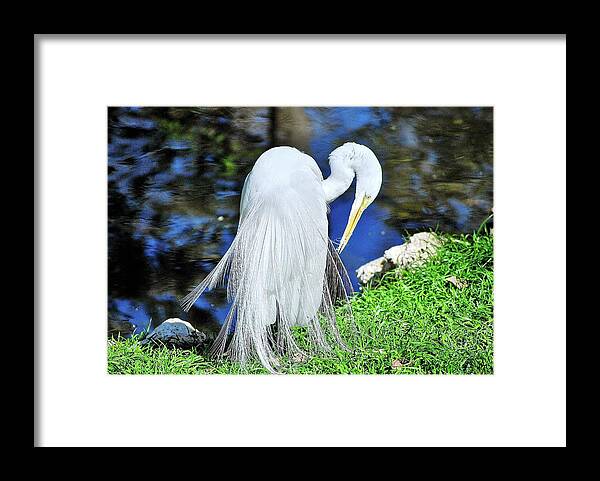 Heron Framed Print featuring the photograph White Heron by Bill Hosford