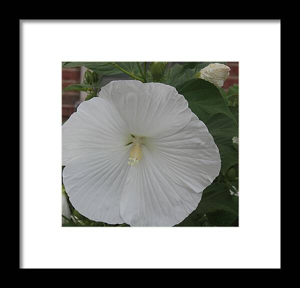 Hibiscus Framed Print featuring the photograph White Hibiscus by Debra Martelli