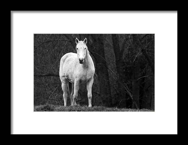 Horse Framed Print featuring the photograph White Horse by Steve Parr