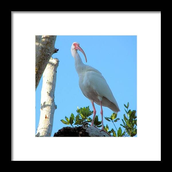 White Ibis Framed Print featuring the photograph White Ibis in the Treetop by Judy Via-Wolff