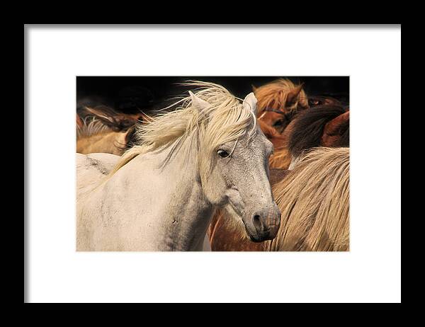 Horse Framed Print featuring the photograph White Icelandic Horse by Tom and Pat Cory