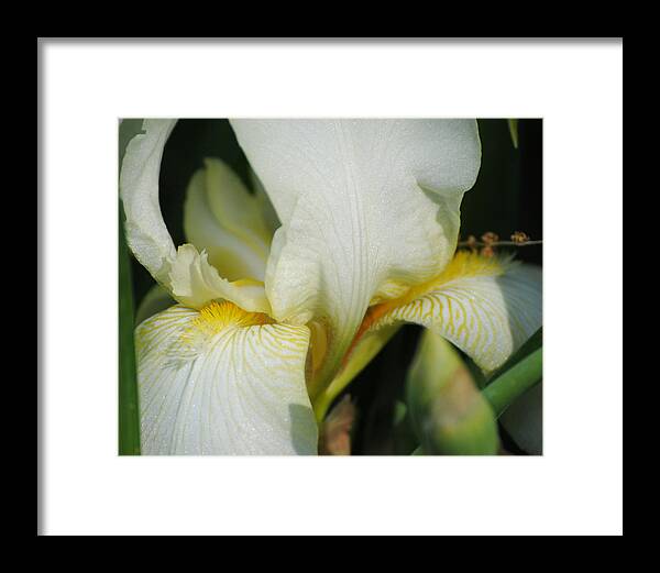 Beautiful Iris Framed Print featuring the photograph White Iris by Jai Johnson