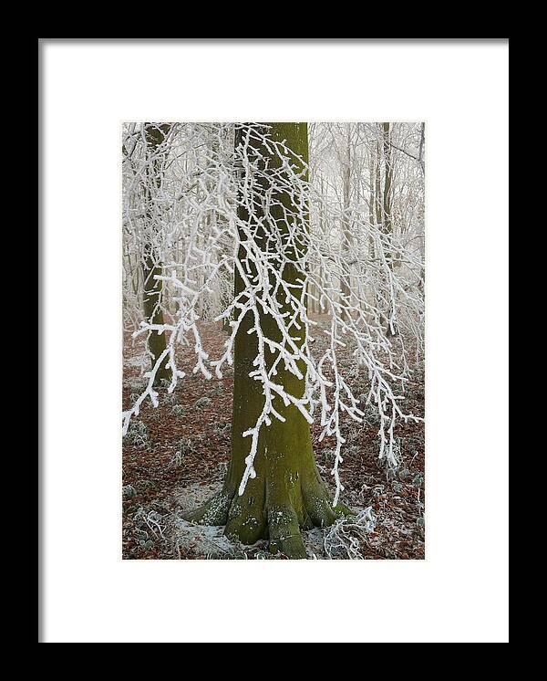 Tree Framed Print featuring the photograph White Lattice by Michael Standen Smith