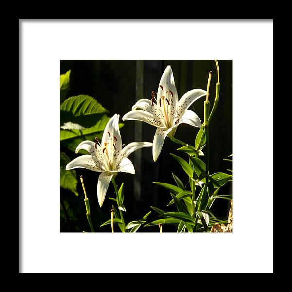Nature Framed Print featuring the photograph White Lillies by Diane Ellingham