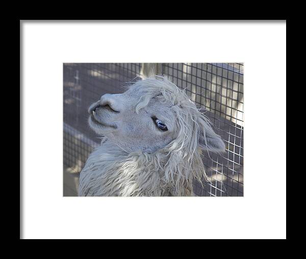 Animals Framed Print featuring the photograph White Llama by Portraits By NC