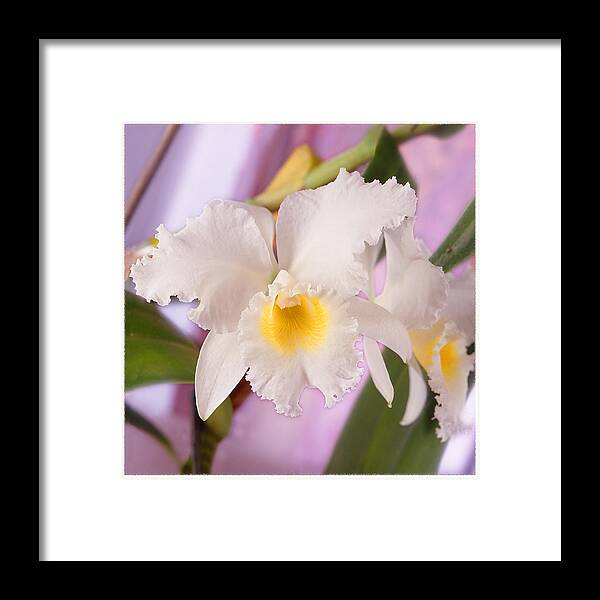 White Flower Framed Print featuring the photograph White Orchid by Mike McGlothlen