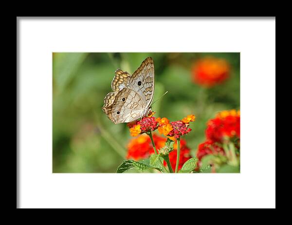 Butterfly Framed Print featuring the photograph White Peacock Butterfly by Carolyn Marshall