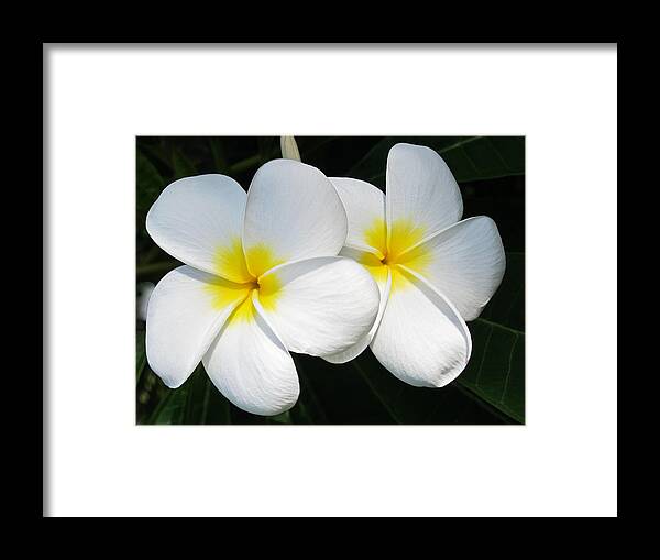 Plumeria Framed Print featuring the photograph White Plumerias by Shane Kelly