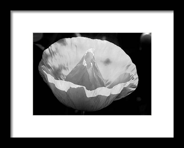 Background Framed Print featuring the photograph White poppy flower by Emanuel Tanjala