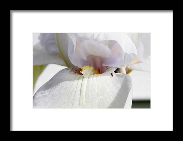 Iris Framed Print featuring the photograph White Princess by Wanda Brandon