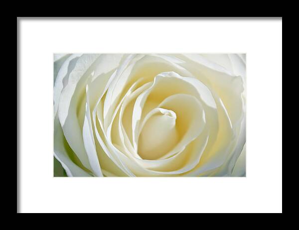 White Rose Framed Print featuring the photograph White Rose by Ann Murphy