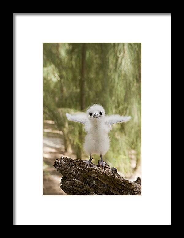 00429730 Framed Print featuring the photograph White Tern Chick Midway Atoll Hawaiian by Sebastian Kennerknecht