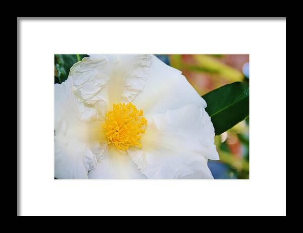 Garden Framed Print featuring the photograph White w yellow center flower by Kelly Nicodemus-Miller