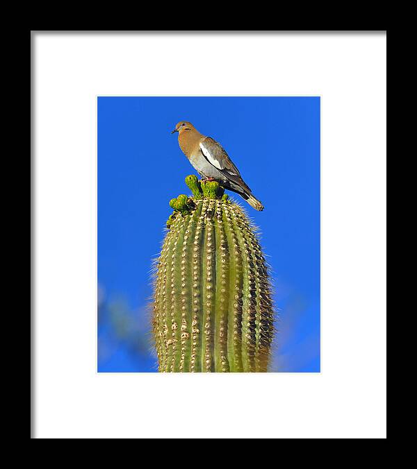 White-winged Dove Framed Print featuring the photograph White-winged Dove by Tony Beck