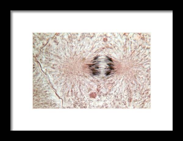 Cell Anatomy Framed Print featuring the photograph Whitefish Cells In Anaphase, Lm by Science Source
