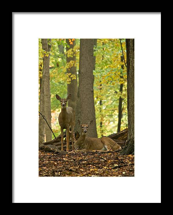 Animals Framed Print featuring the photograph Whitetail and Autumn Woods 0158 by Michael Peychich