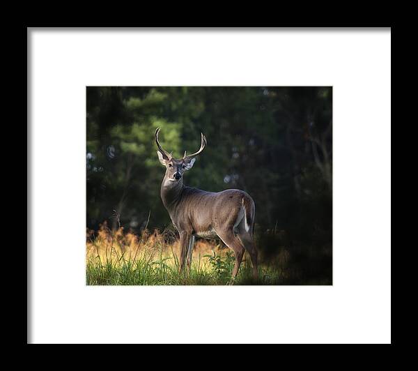 Whitetail Deer Framed Print featuring the photograph Whitetail Buck in Ponca Wilderness by Michael Dougherty
