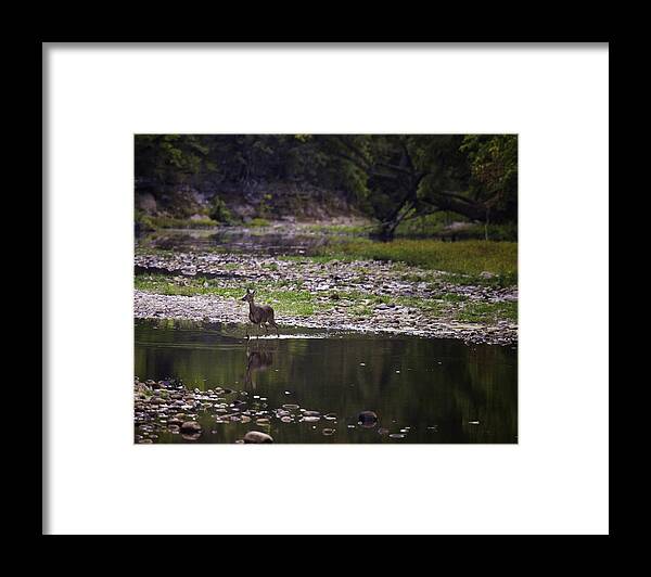 Doe Framed Print featuring the photograph Whitetail Doe Crossing the Buffalo at Ponca by Michael Dougherty
