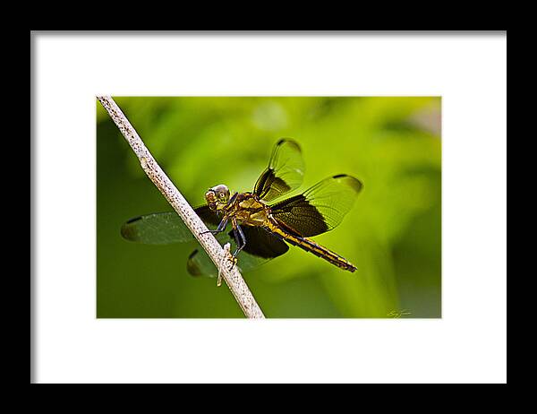 Widow Dragonfly Framed Print featuring the photograph Widow in Waiting by Barry Jones
