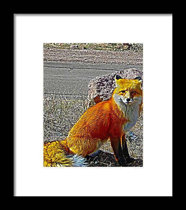 Fox Framed Print featuring the photograph Wilbur by Shannon Harrington