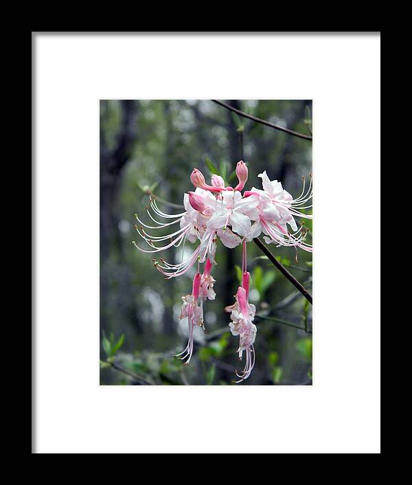 Wild Azalea In The Wild Framed Print featuring the photograph Wild Azalea in the Wild by Warren Thompson