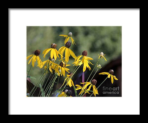 Coneflowers Framed Print featuring the photograph Wild coneflowers by Yumi Johnson