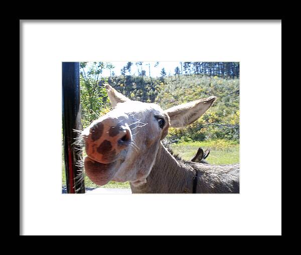 Donkey Framed Print featuring the photograph Wild donkey by Robert Habermehl