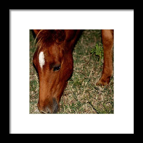 Wild Spanish Mustang Framed Print featuring the photograph Wild Filly Grazing at Night by Kim Galluzzo