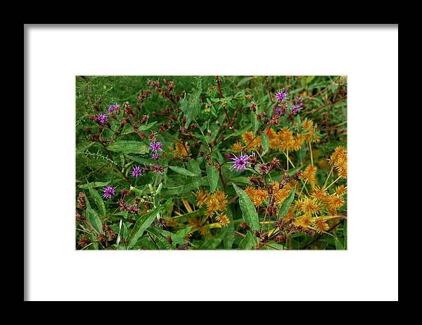 Flowers Framed Print featuring the photograph Wild Flowers by Beverly Hammond