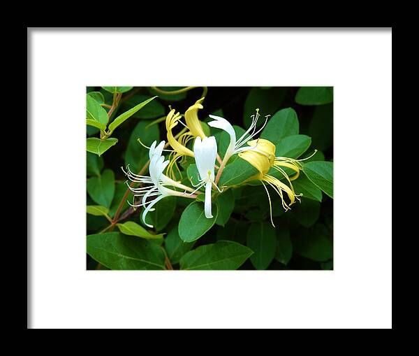 Vine Framed Print featuring the photograph Wild Honeysuckle Vine by Jeanette Oberholtzer