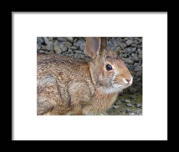 Bunny Framed Print featuring the photograph Wild Rabbit by Azthet Photography