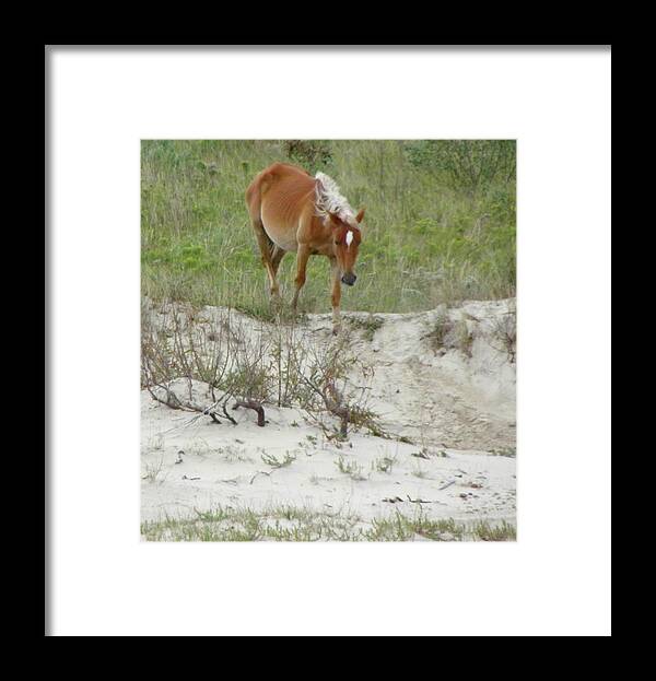 Mustang Framed Print featuring the photograph Wild Spanish Mustang of the Outer Banks of North Carolina by Kim Galluzzo