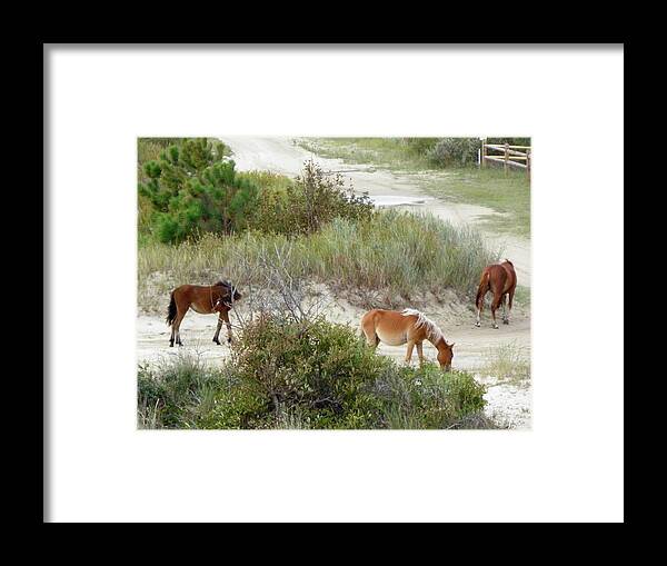 Wild Framed Print featuring the photograph Wild Spanish Mustangs of the Outer Banks of North Carolina by Kim Galluzzo