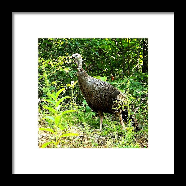 Bird Framed Print featuring the photograph Wild Turkey by John Graham