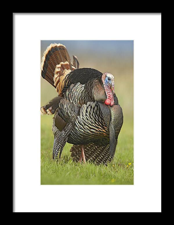 00442678 Framed Print featuring the photograph Wild Turkey Male In Cortship Display by Tim Fitzharris