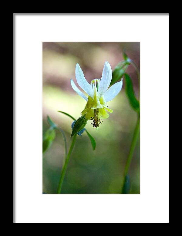 Multi-color Framed Print featuring the photograph Wild Yellow Columbine by Karon Melillo DeVega