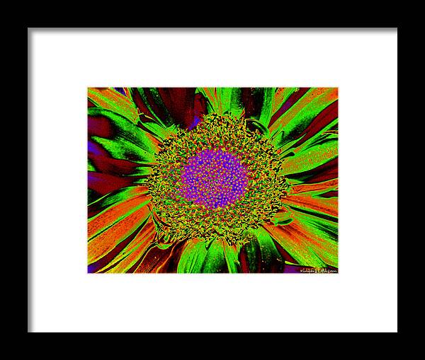 Flower Framed Print featuring the photograph Wildflower Tutu by Kimmary MacLean
