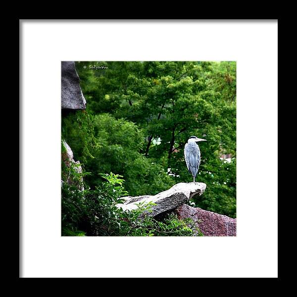Egret Framed Print featuring the photograph #wilhelma #stuttgart ~ #bird #egret by Sylvia Kepler-Albert