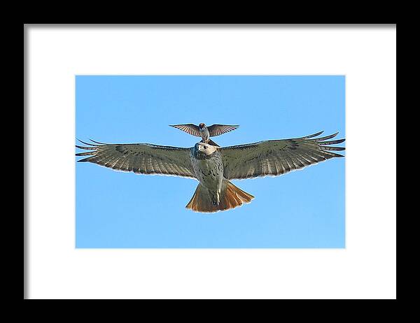 Hawk Framed Print featuring the photograph Wind Beneath My Wings by William Jobes