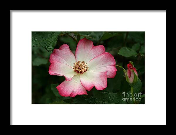 Rose Framed Print featuring the photograph Windmill by Living Color Photography Lorraine Lynch